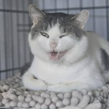 Wilder - Shy but Sweet -  Domestic Short Hair Cat for Adoption in Brighton, New York - Wilder - Shy But Sweet | PetCurious