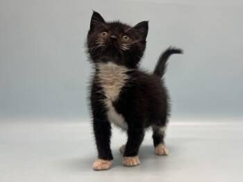 Umbreon -  Domestic Short Hair Cat for Adoption in Golden Valley, Minnesota - Umbreon | PetCurious