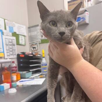 Suavicito -  Domestic Short Hair Cat Available for Adoption in Columbiana, Alabama - Suavicito | PetCurious