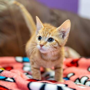 Blaze -  Domestic Short Hair Cat for Adoption in Emporia, Kansas - Blaze | PetCurious