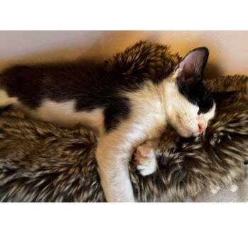 Domestic Short Hair Cats Available for Adoption - Puffball Burg | PetCurious