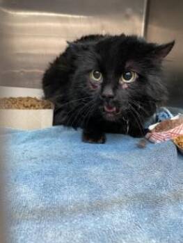 Salvador Dalí -  Domestic Long Hair Cat for Adoption in El Paso, Texas - Salvador Dalí | PetCurious