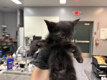 A1918971 -  Domestic Short Hair Cat for Adoption in Thousand Palms, California - A1918971 | PetCurious