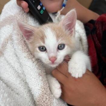 Domestic Short Hair Cats Available for Adoption in Austin, Texas - Island Mallow 4 | PetCurious