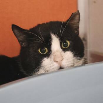 Domestic Short Hair Cats Available for Adoption in Briarcliff Manor, New York - Toby | PetCurious