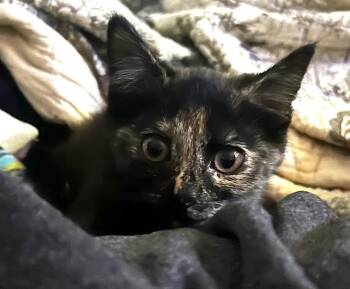 Moxie -  Domestic Short Hair Cat for Adoption in Albemarle, North Carolina - Moxie | PetCurious