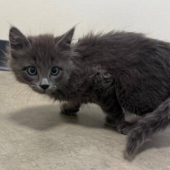 Joe -  Domestic Short Hair Cat for Adoption in Cody, Wyoming - Joe | PetCurious