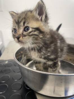 Pika -  Domestic Short Hair Cat Available for Adoption in Roseville, California - Pika | PetCurious