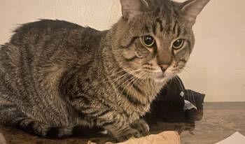 Domestic Short Hair Cats Available for Adoption in Wheaton, Illinois - Sav | PetCurious