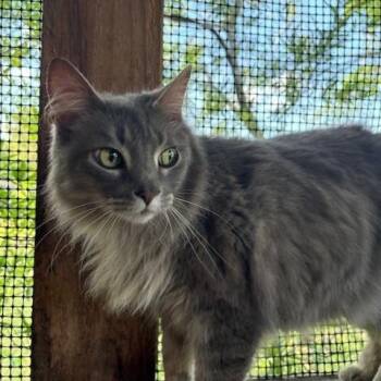 Chick -  Nebelung Cat Available for Adoption - Chick | PetCurious
