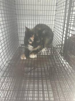 A660912 -  Domestic Short Hair Cat for Adoption in Houston, Texas - A660912 | PetCurious