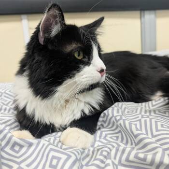 Domestic Long Hair Cats Available for Adoption - Chichimocho | PetCurious