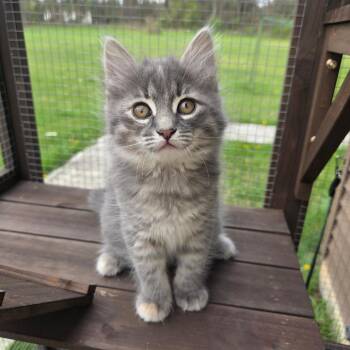 Domestic Medium Hair Cats Available for Adoption in Wind Gap, Pennsylvania - Squirtle | PetCurious
