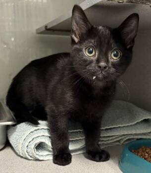 *Bouncer* -  Domestic Medium Hair Cat for Adoption in Salt Lake City, Utah - *Bouncer* | PetCurious