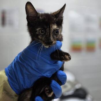 Domestic Short Hair Cats Available for Adoption in Incline Village, Nevada - Chauvet | PetCurious