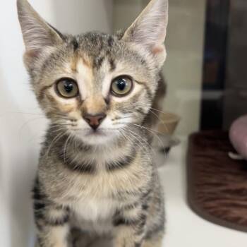 Smiles -  Domestic Short Hair Cat for Adoption in League City, Texas - Smiles | PetCurious