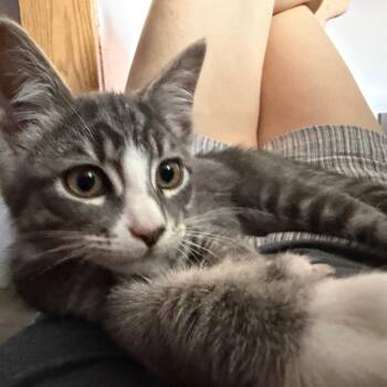 Nelson -  Domestic Short Hair Cat for Adoption in Washougal, Washington - Nelson | PetCurious