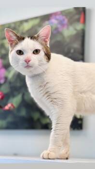Rescue Domestic Short Hair Cats for Adoption in Syosset, New York - Steve | PetCurious