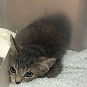 Phoenix -  Domestic Medium Hair Cat for Adoption in Royse City, Texas - Phoenix | PetCurious