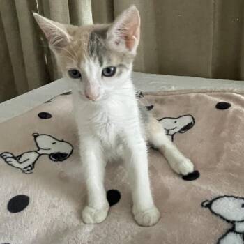 Sourdough (Kitty 2) -  Domestic Short Hair Cat for Adoption in Long Beach, California - Sourdough (Kitty 2) | PetCurious