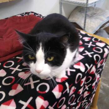 Floki -  Domestic Short Hair Cat for Adoption in Hot Springs, South Dakota - Floki | PetCurious