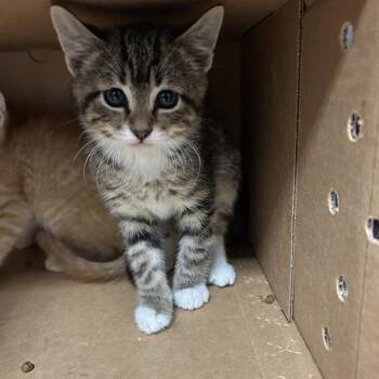 Pat -  Domestic Short Hair Cat for Adoption in Salt Lake City, Utah - Pat | PetCurious