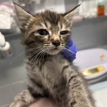 Domestic Short Hair Cats Available for Adoption in Summerville, South Carolina - Manicure | PetCurious