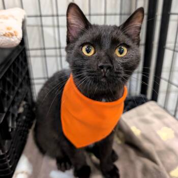 Mantis -  Domestic Short Hair Cat for Adoption in Columbus, Ohio - Mantis | PetCurious
