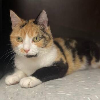 Ryan Ashley Malarkey -  Calico Cat for Adoption in New Philadelphia, Ohio - Ryan Ashley Malarkey | PetCurious