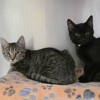 Mandy -  Domestic Short Hair Cat for Adoption in Falls Church, Virginia - Mandy | PetCurious