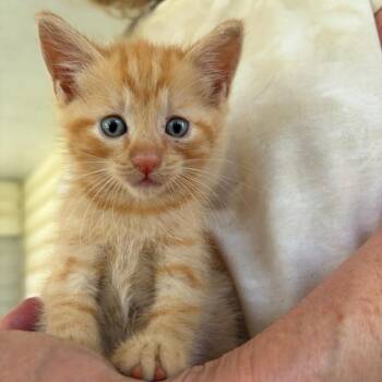Atlas Airy -  Domestic Short Hair Cat for Adoption in Sequatchie, Tennessee - Atlas Airy | PetCurious