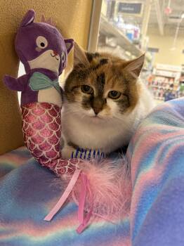 Domestic Short Hair Cats Available for Adoption - Glimmer | PetCurious