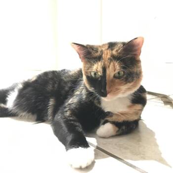 Domestic Short Hair Cats Available for Adoption in Lakeland, Florida - Millie | PetCurious