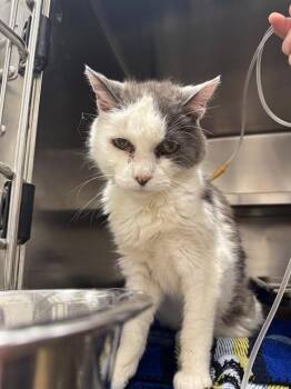 MUFFIN -  Domestic Short Hair Cat for Adoption in St. Peters, Missouri - MUFFIN | PetCurious