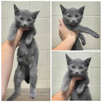 Valentino -  Domestic Short Hair Cat for Adoption in Dublin, Virginia - Valentino | PetCurious