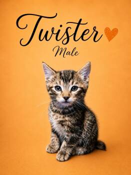 Domestic Medium Hair Cats Available for Adoption in Reno, Nevada - Reggie And Twister (LOCATED PETSMART NORTHWEST RENO MAE ANNE) | PetCurious