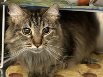 Nilla Wafer -  Domestic Medium Hair and Domestic Short Hair Cat for Adoption in Golden Valley, Minnesota - Nilla Wafer | PetCurious