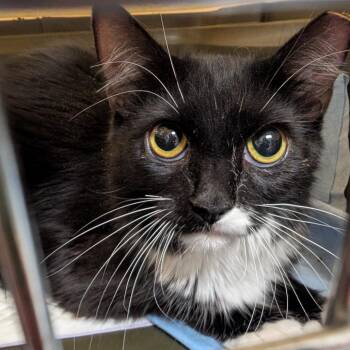 Domestic Medium Hair Cats Available for Adoption in Reno, Nevada - Bubblegum | PetCurious