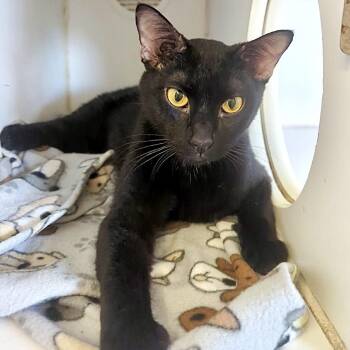 Roz -  Domestic Short Hair Cat for Adoption in Denison, Texas - Roz | PetCurious
