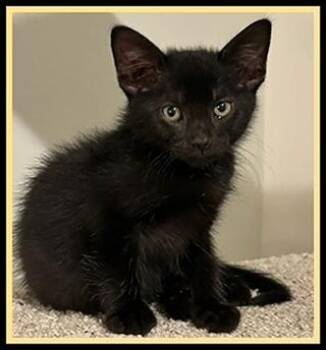 PAULIE -  Domestic Short Hair Cat for Adoption in Peoria, Illinois - PAULIE | PetCurious
