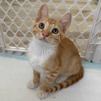 Sunny -  Domestic Short Hair Cat for Adoption in Long Beach, California - Sunny | PetCurious