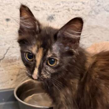 Splash -  Domestic Short Hair Cat for Adoption in Houston, Texas - Splash | PetCurious
