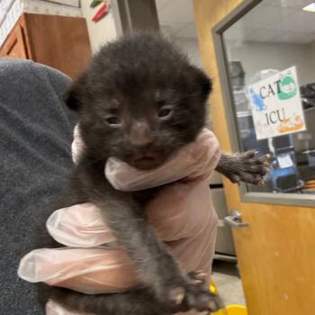 Kyza - 061910U -  Domestic Short Hair Cat for Adoption in Tupelo, Mississippi - Kyza - 061910U | PetCurious