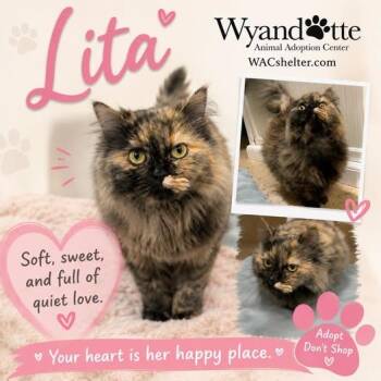 LITA -  Munchkin Cat for Adoption in Wyandotte, Michigan - LITA | PetCurious