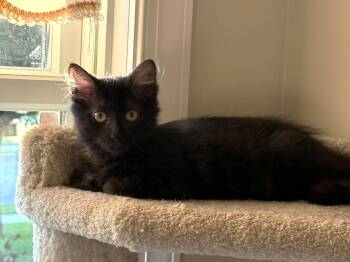 Rescue Domestic Long Hair Cats for Adoption in Boiling Springs, Pennsylvania - Ravi | PetCurious