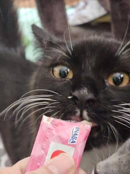 Jinxi -  Domestic Medium Hair Cat for Adoption in Virginia Beach, Virginia - Jinxi | PetCurious