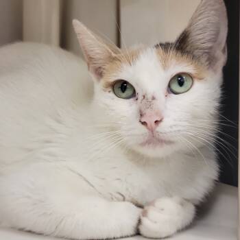 Rescue Domestic Short Hair Cats for Adoption in Sarasota, Florida - Lydia | PetCurious