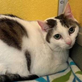 Domestic Short Hair Cats Available for Adoption - Kumi | PetCurious