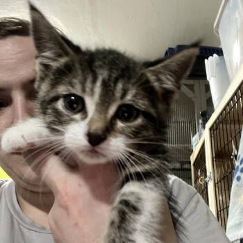Domestic Short Hair Cats Available for Adoption in Sioux Falls, South Dakota - April | PetCurious