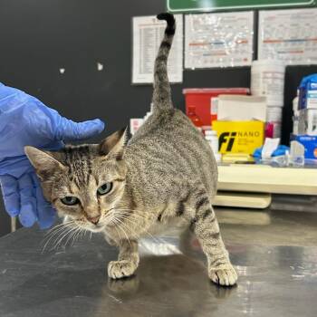Stella -  Domestic Short Hair Cat for Adoption in Livingston, Texas - Stella | PetCurious